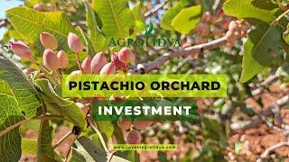 Highly Profitable Pistachio Investments in Türkiye #Agrolidya #Pistachio #WonderfulPistachio #invest