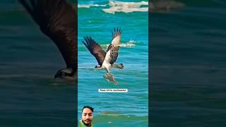 Amazing osprey divesh tcalon first into the ocean # #bird #wildlife #beach #fishing #nature
