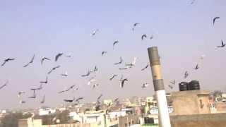 Kabootarbazi in Jama Masjid area, Chandni Chowk, Old Delhi