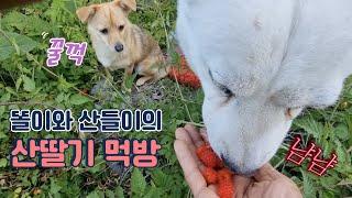 백구와 산스님 / 똘이와 산들이 산딸기 먹방 / 산골짜기 힐링 영상