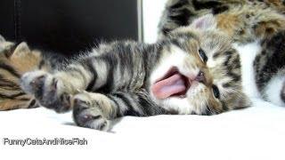 Top 25 Cute Kittens and Funny Cats Yawns