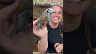 This is one Feisty Terrapin The way he just seems like he wants to bite anything in sight