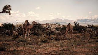 Mouflon Ram prefers to eat with Camels - Love Triangle?