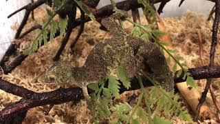 Uroplatus Sikorae