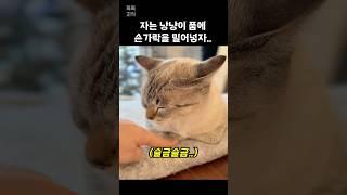 자는 고양이 품에 손가락을 밀어넣었더니..