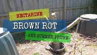 Nectarine brown rot and summer prune