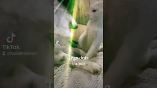 #tegodnia #pies #dog #Kijanek #kot #cat #Amber