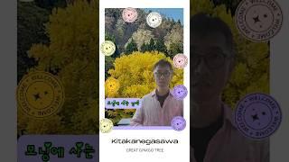 "모닝에 사는 남자"의 일본 여행 0118 --- 천년묵은 은행나무
