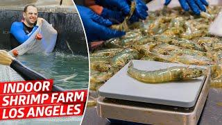 How America's Biggest Indoor Shrimp Farm Sells 2 Million Shrimp Every Year — Dan Does