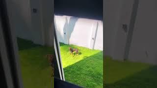 #doberman #dogshorts #dogs #doggie #lovedogs #dogsvideo #dogtraining #trendingvideo #tamilvlog #love