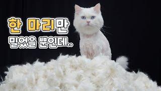 Trimmed Cat's Hair for Three Hours (ENG SUB)