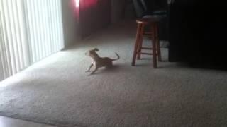 What you must do to eat a peanut