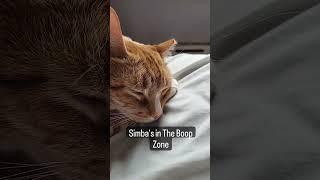 Simba In The Boop Zone