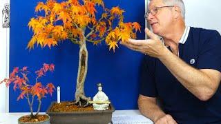 Japanese Maple Bonsai Care Guide (Easy Tips for Beginners).