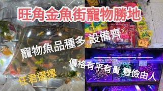 旺角金魚街寵物勝地，金魚，貓狗其他寵物，豐儉由人，任君選擇