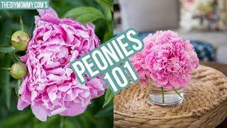 PEONIES 101 | How to get ants off peonies, how to make them bloom later & more!