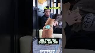 강아지 폭풍 애교에도 절대 간식을 주지 않았던 이유 The reason why I didn't give food to the cute puppy
