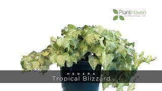 PlantHaven 360 Video - Hedera Tropical Blizzard