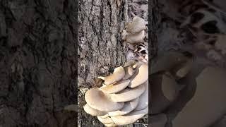 Beautiful Oyster Mushroom Growth In Freezing Temperatures #wildedibles #mushroom #oystermushrooms