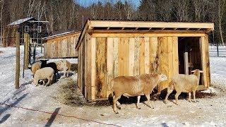 Breeding our Katahdin sheep for the first time!