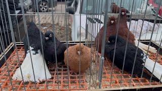 Rynek  Targ  Giełda Łomża 08/12/2024 #gołębie #pigeon #birds #kury #market #króliki #ptaki #zwierzę