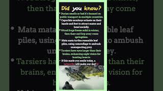 Funniest and Strangest jungle animal behavior. #didyouknow #animalfacts #junglebytes