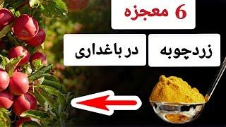 شش کاربرد زردچوبه در باغداری، اگر بدانید دیگر از مواد کیمیاوی استفاده نميکنيد miracle of turmeric