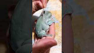 A small frog that becomes huge after molting #shortvideo #animals #frog #rescue #lovestory