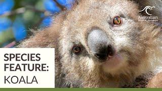 The Koala | Wildlife Tours Australia | Australian Wildlife Journeys