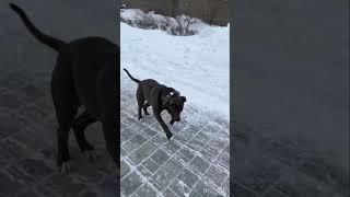 Голубой АМСтафф | Stafy. -20 но носится так что пар из под ног ️
