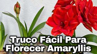 TRUCO FACIL PARA HACER FLORECER NUEVAMENTE A TUS AMARYLLIS o AZUCENAS (hippeastrum amaryllis)