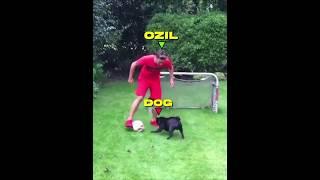 Players vs Animals + Ronaldo 