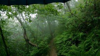 【4K】  Rain walk - Forest #3