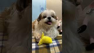 西施犬叮叮笑的好可愛Shih Tzu ding ding laughing so cute