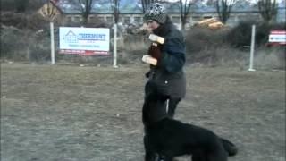 Vrisco Niox - obedience training 6.3.2012