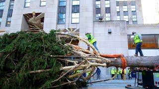 How The 75-Foot Rockefeller Christmas Tree Makes It To NYC