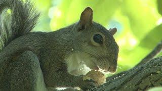 Squirrel Hunting - Discover Nature (KRCG)