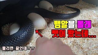 2m거대왕뱀알 몰래 뺏으러 갔는데...예상 밖으로.... [정브르]