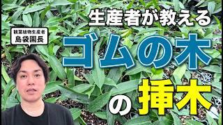 生産現場でのゴムの木の挿木方法をお伝えします【ベンガレンシス】【アムステルダム】