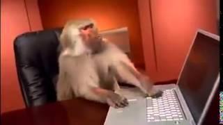 [ Funny Animals ] IT monkey work with computer