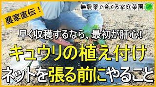 【キュウリ栽培】苗の植え方のコツと植えたらすぐにやるべきこと【有機農家直伝！無農薬で育てる家庭菜園】　23/5/2