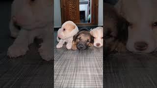 cute puppies #trendingshorts #dogshorts #dog #puppies #puppylove