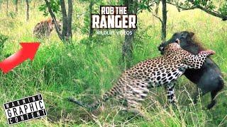 Leopard Vs Warthog: The Uninvited Guest | Rob The Ranger Special Edition