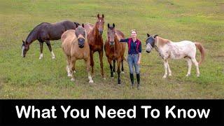 Horse Care For Beginners