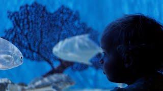 Dive In! UGA Marine Education Center and Aquarium