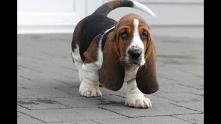 Stanley the Basset Hound Puppy - Aged 8 weeks - 1 year old