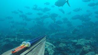 Spearfishing Ft. Lauderdale - Beach Dive (Spanish Mackerel, Bluefish, Yellow Jack, Almaco)