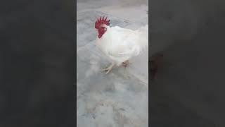 heavy weight #hen #murgi