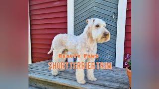 HOW TO DO A SHORT WHEATEN TERRIER TRIM | Terrier grooming tutorial