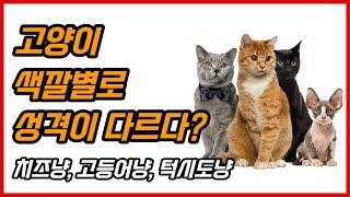 고양이 색깔별 성격 특징(치즈냥, 고등어냥, 턱시도냥)